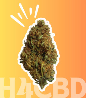 Orange Bud H4CBD