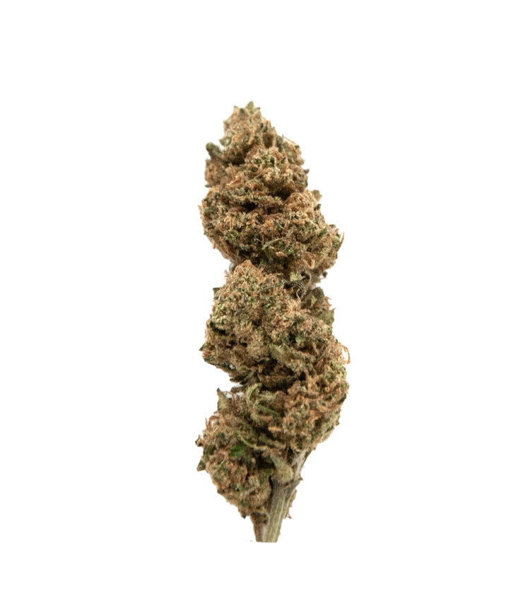 Fleur CBD puissante mango kush