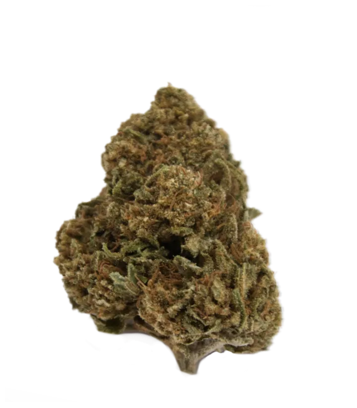 White Widow Indoor