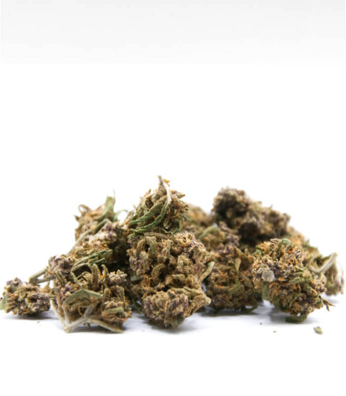 Purple Punch Small bud