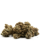 White Widow small bud