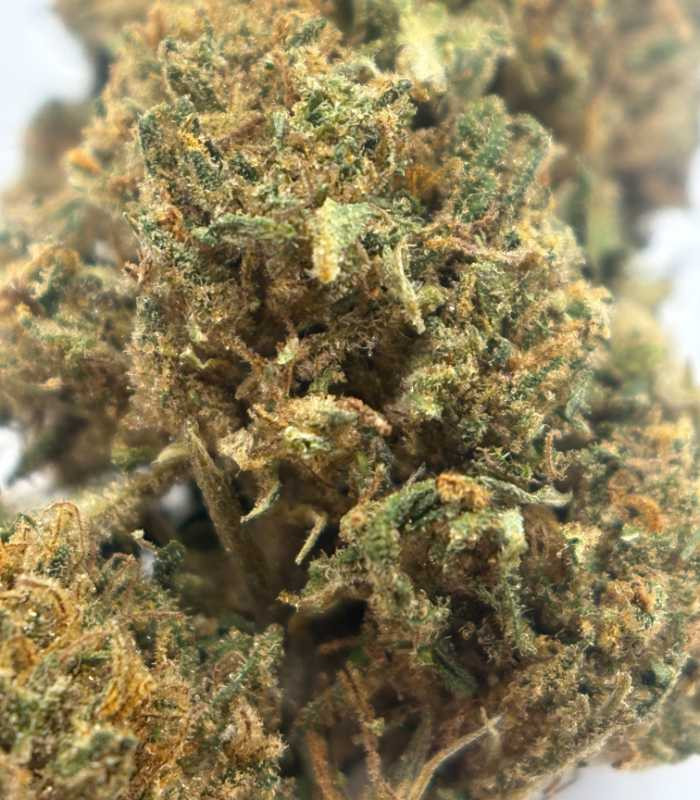 Photo macro sur fleur Sour Diesel