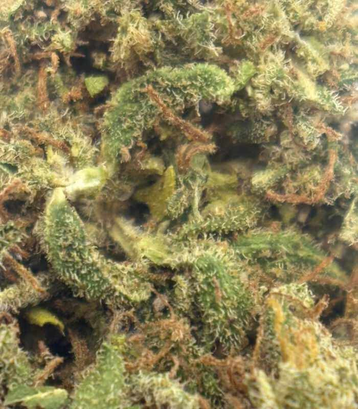 Photo macro fleur Runtz CBD