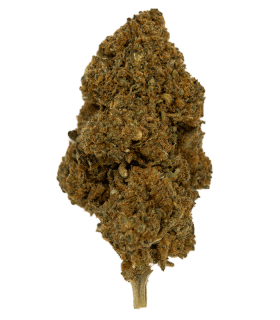 Fleur de CBD Harlequin