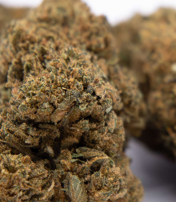 Fleur glasshouse Harlequin