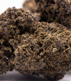 Zoom sur la fleur purple punch