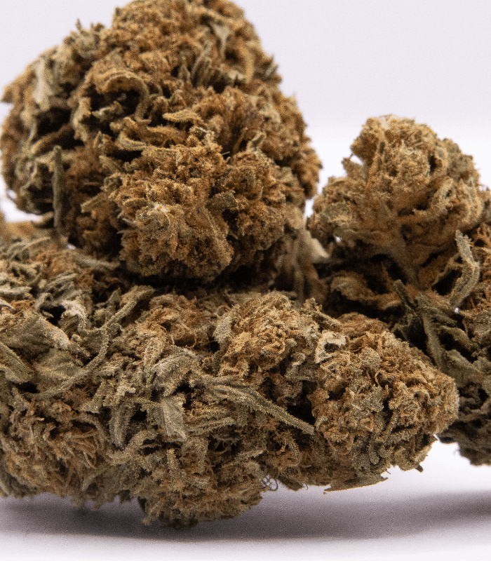 Zoom sur la fleur white widow