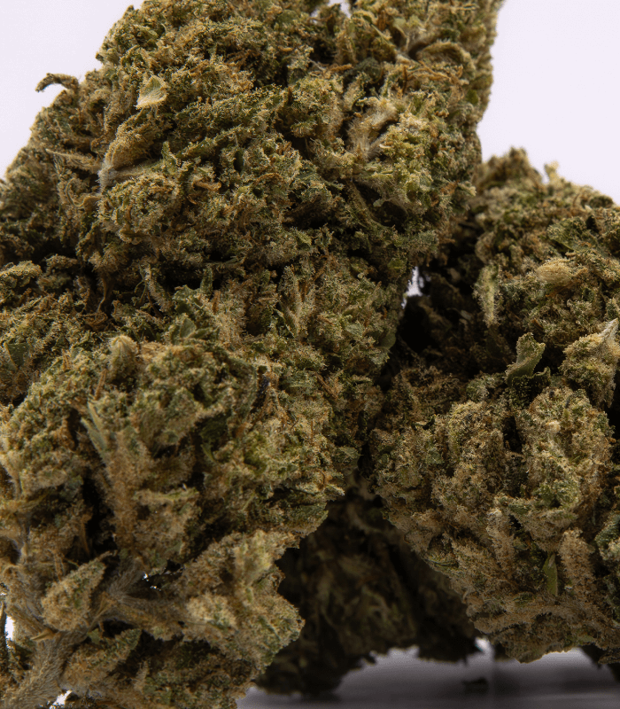 Zoom sur l'amnesia CBD