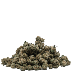 Fleurs Jack Herer Small bud