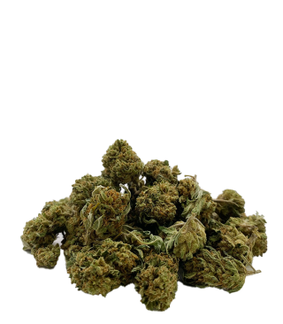 Harlequin small buds