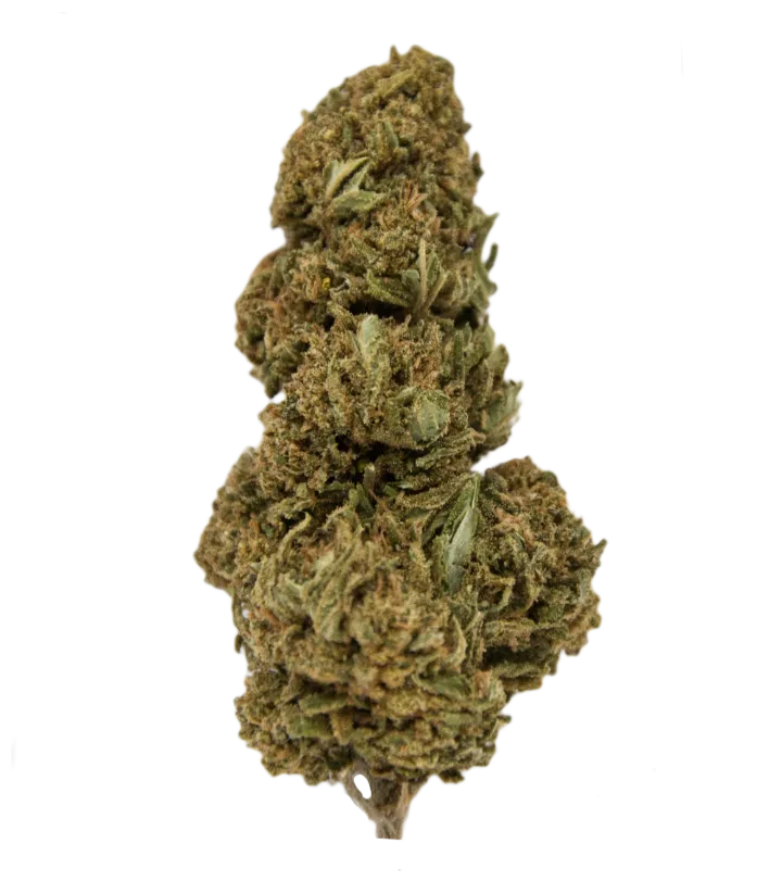 Wedding Cake CBD big buds
