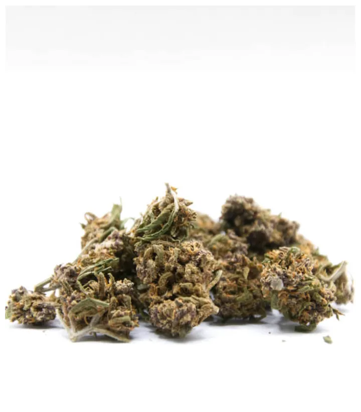 Purple Punch Small bud