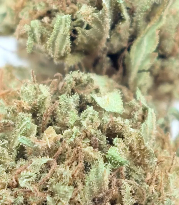 Fleur Super Sylver Haze CBD - Vente de cannabis thérapeutique