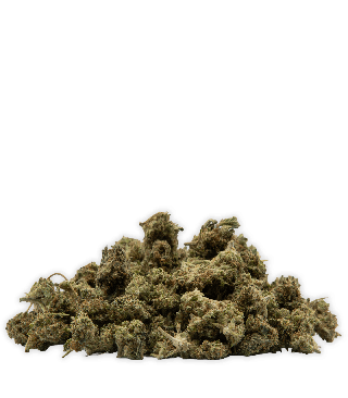Fleurs small buds critical