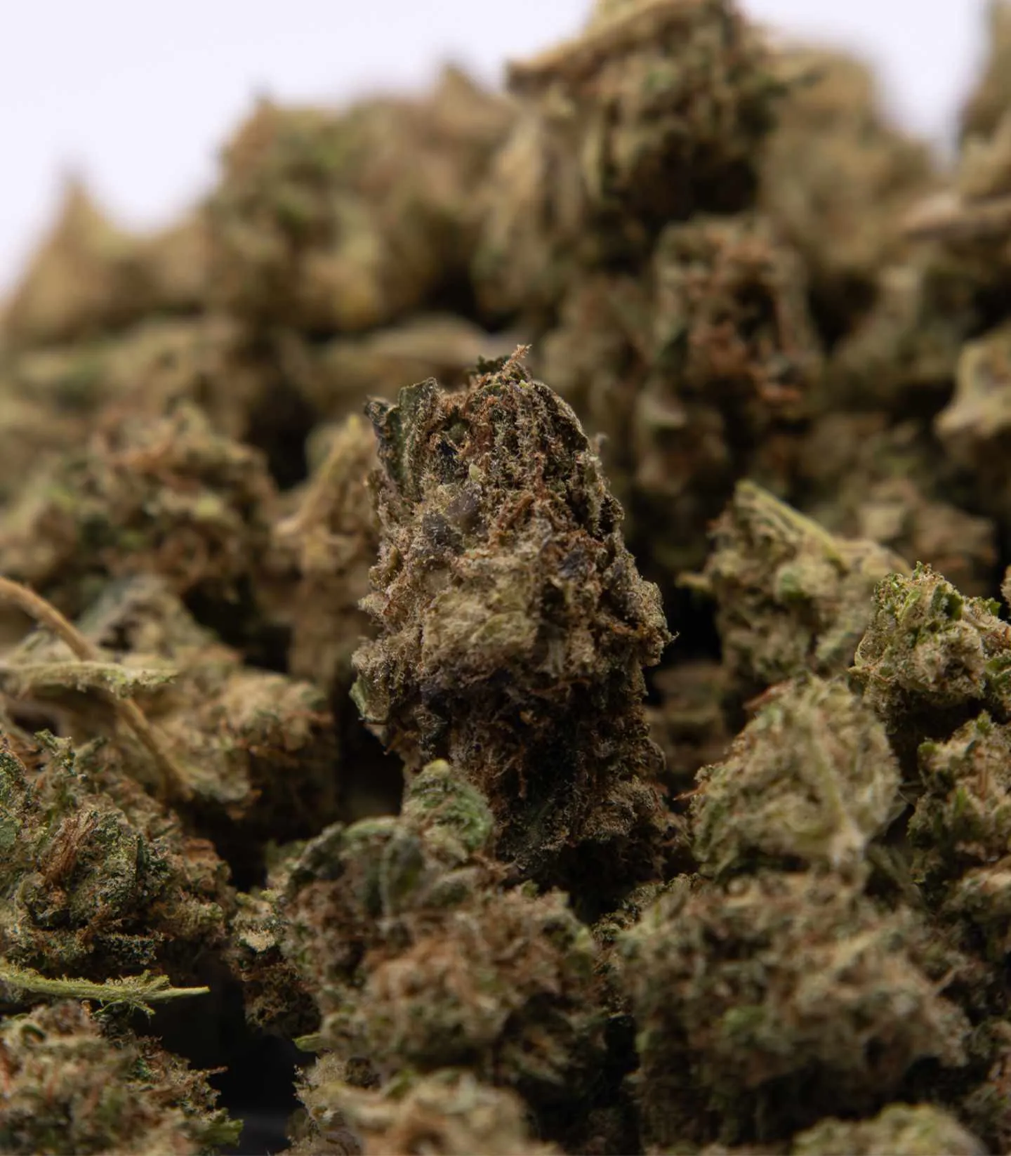 Zoom sur la fleur critical sall buds