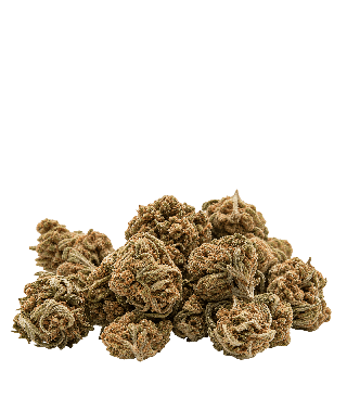 White Widow small buds