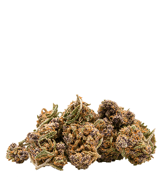 Purple Punch Small bud