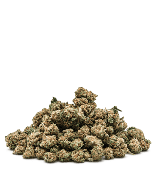 Fleur Jack Herer small buds
