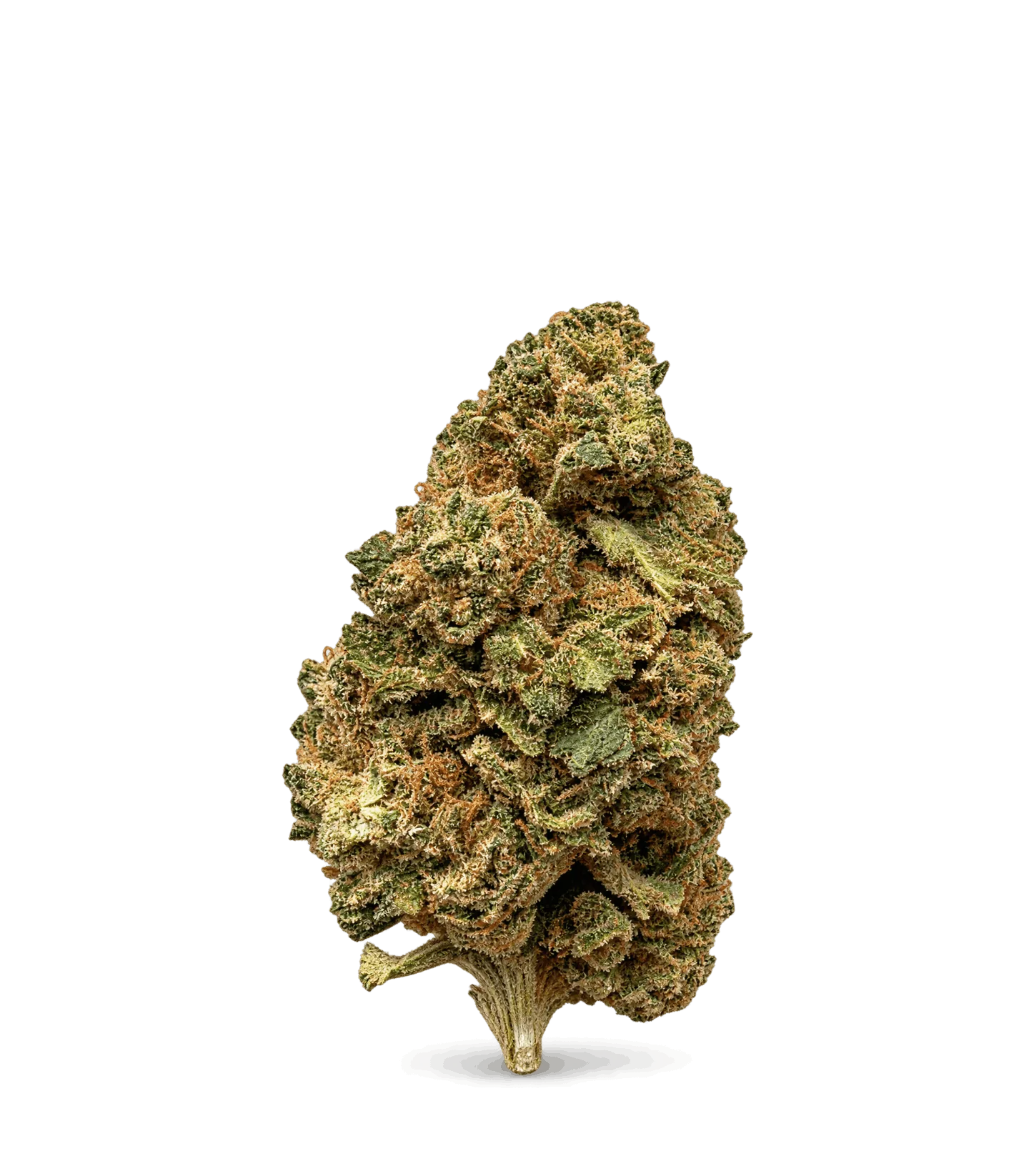 Fleur Harlequin CBD