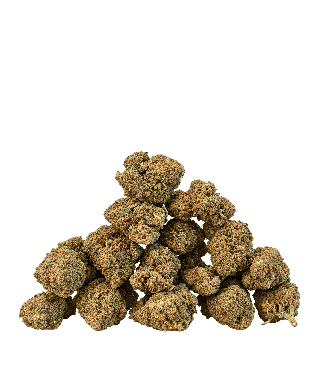 Cannatonic small buds