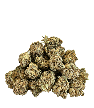 Small buds de fleur CBD Harlequin tenues dans une main : petites têtes rondes, vert clair tirant sur le doré