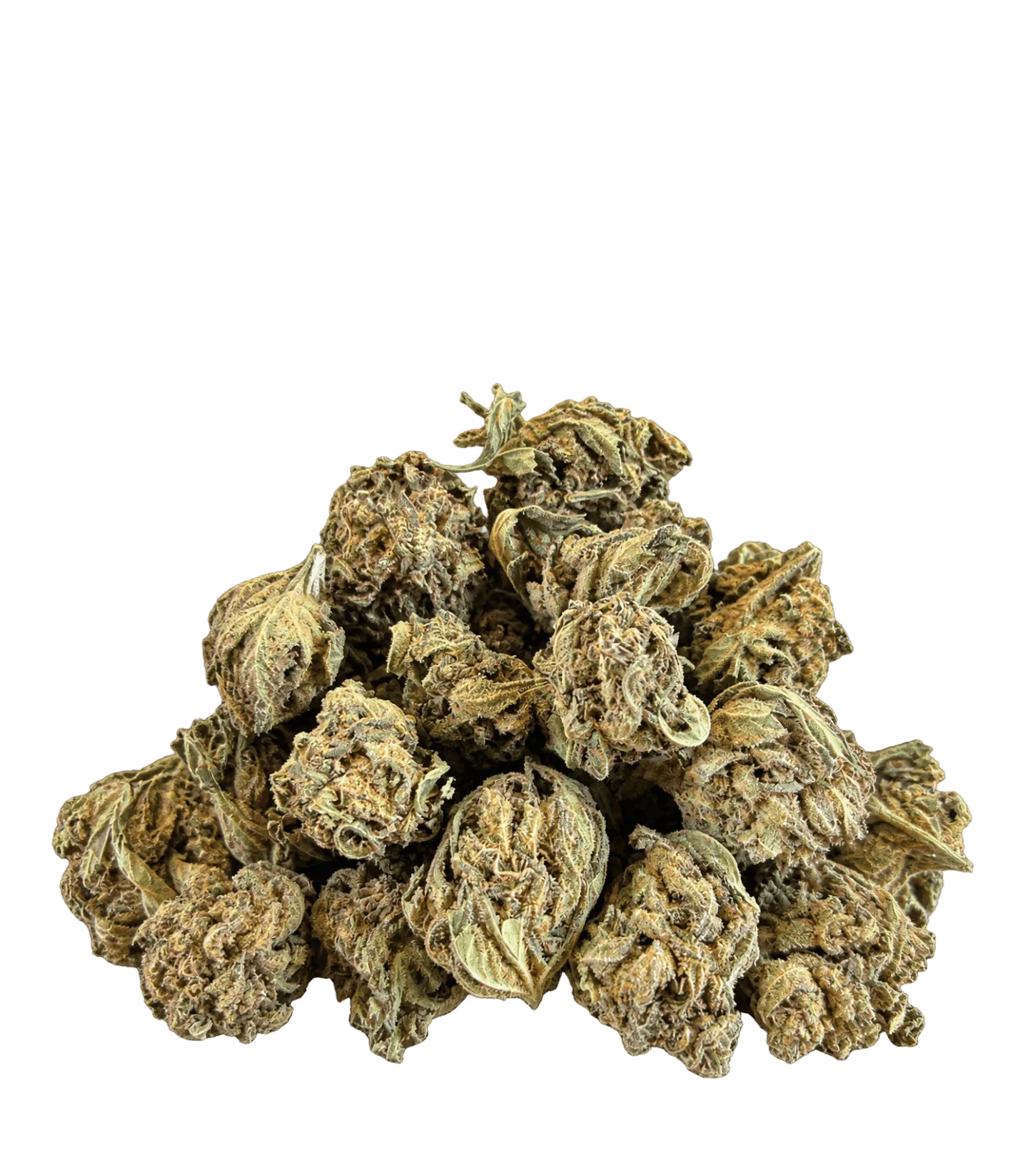Small buds de fleur CBD Harlequin tenues dans une main : petites têtes rondes, vert clair tirant sur le doré