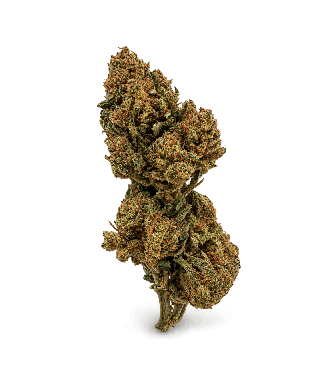 Tête entière de fleur CBD Critical : bourgeon vert doré aux pistils orange