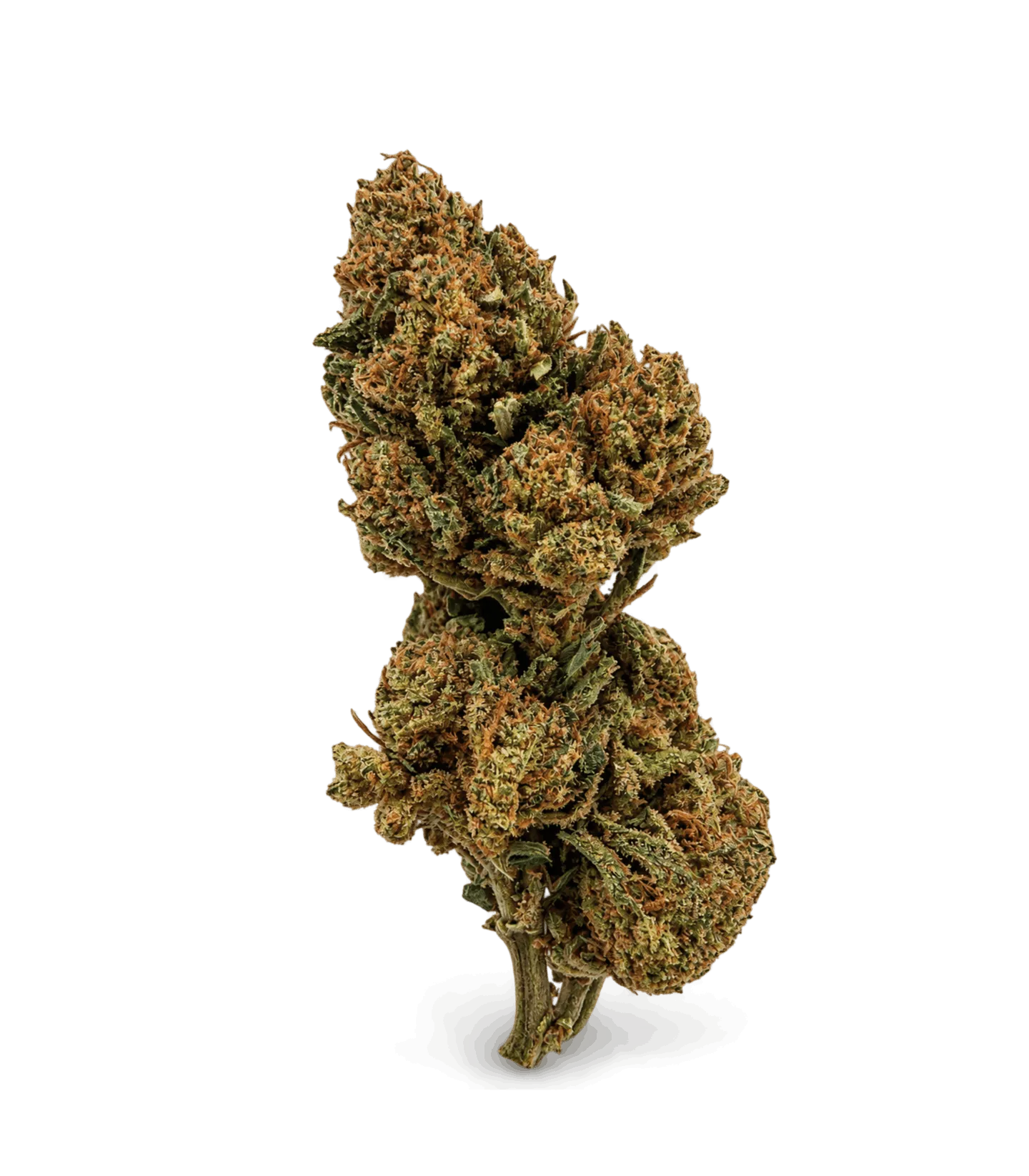 Tête entière de fleur CBD Critical : bourgeon vert doré aux pistils orange