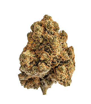 Tête de Skywalker CBD , vert kaki, couverte de pistils orange et de trichomes