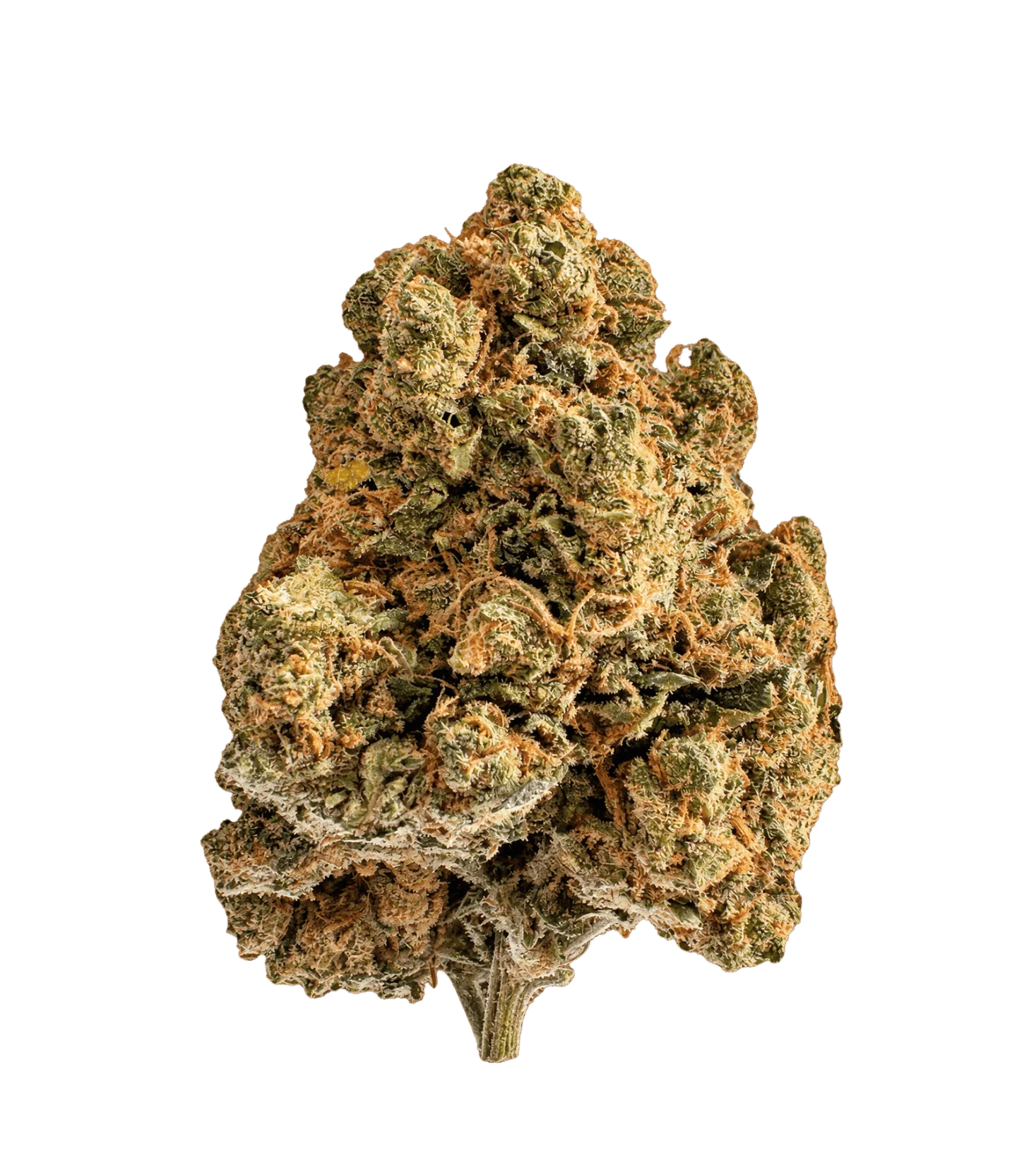Tête de Skywalker CBD , vert kaki, couverte de pistils orange et de trichomes