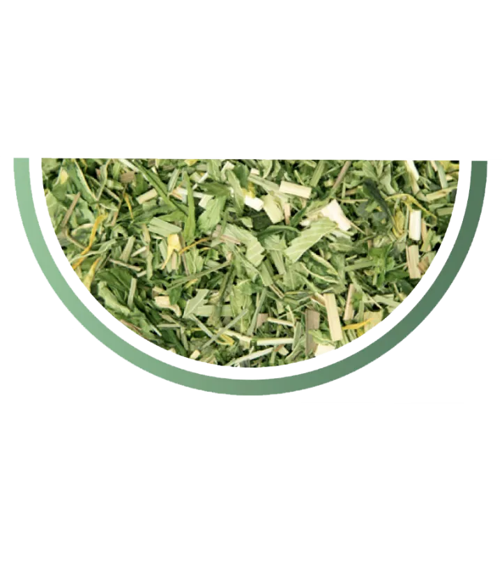 Thé vert Pop CBD détail