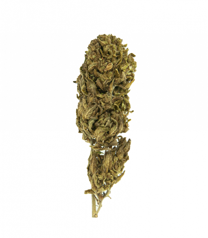 Fleur CBD Harlequin Outdoor