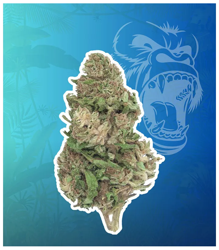 Gorilla Glue CBD