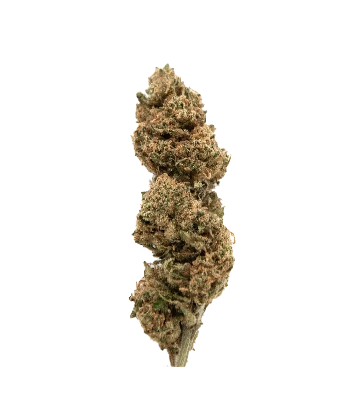 Fleur CBD puissante mango kush