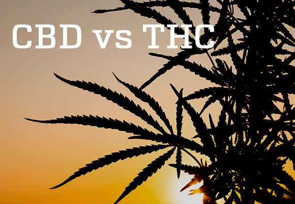 Différence entre thc et cbd