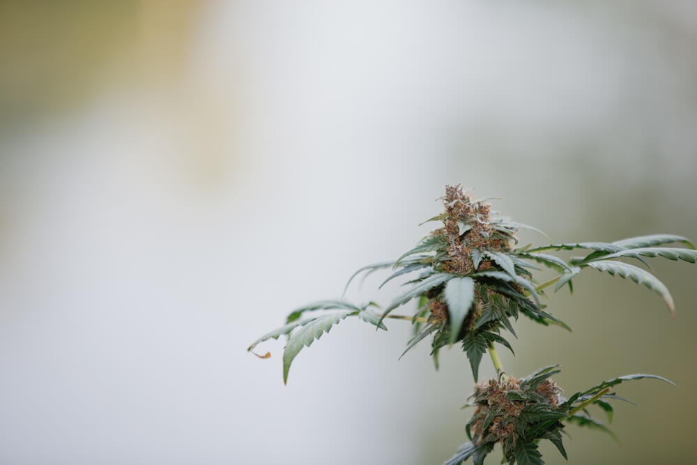 L’impact de la résine de CBD sur la qualité de vie des patients atteints de cancer