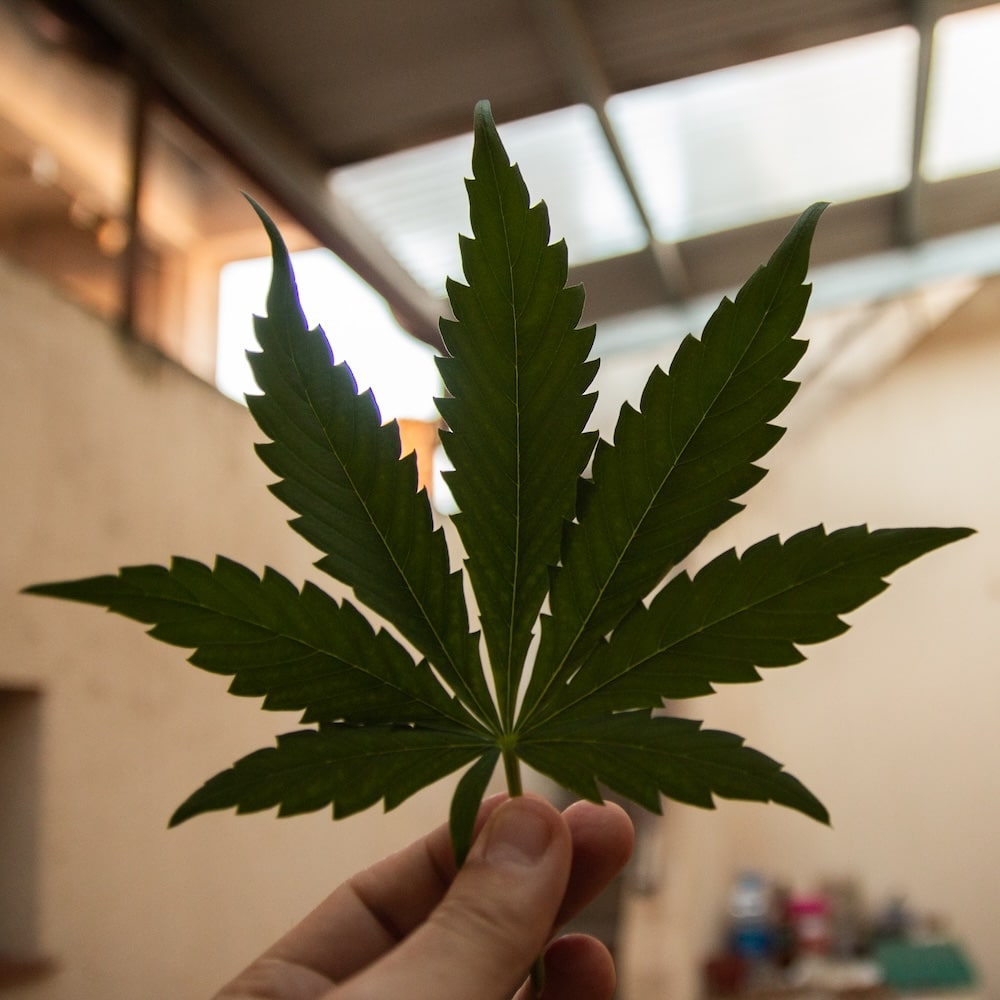 Résine CBD, qu'est-ce que c'est ?