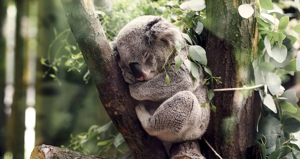 koala qui dort