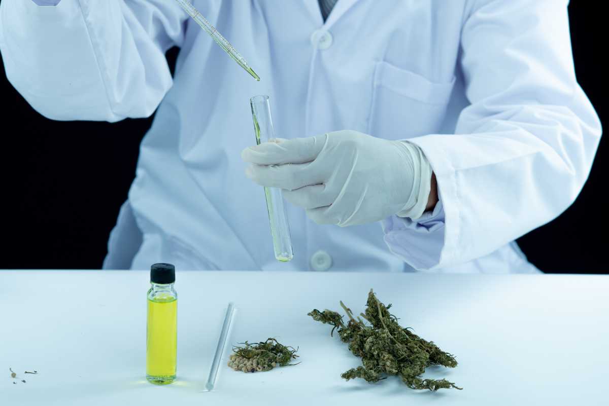 Huiles de cbd, extraction par pression à froid