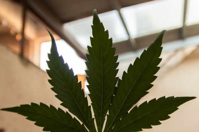 À propos de la résine de CBD