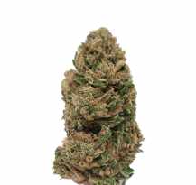 Fleur CBD Bud premium en gros plan.