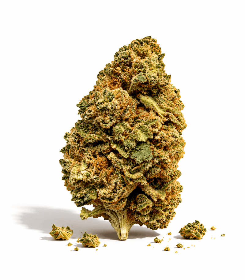 Tête de fleur de CBD entière, longue et aérée, vert kaki, aux pistils orange cuivré, debout sur sa tige