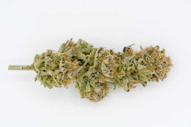 Fleur CBD Greenhouse en macro sur fond blanc, équilibre entre Indoor et Outdoor.