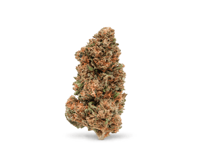 Fleur de CBD récoltée, sans ajout