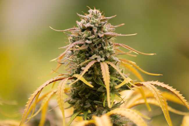Fleur de CBD naturelle riche en cannabidiol, gros plan sur une tête de chanvre légal.