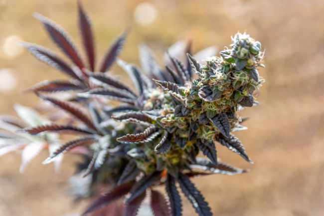 Nos produits CBD livrés chez vous à Albi