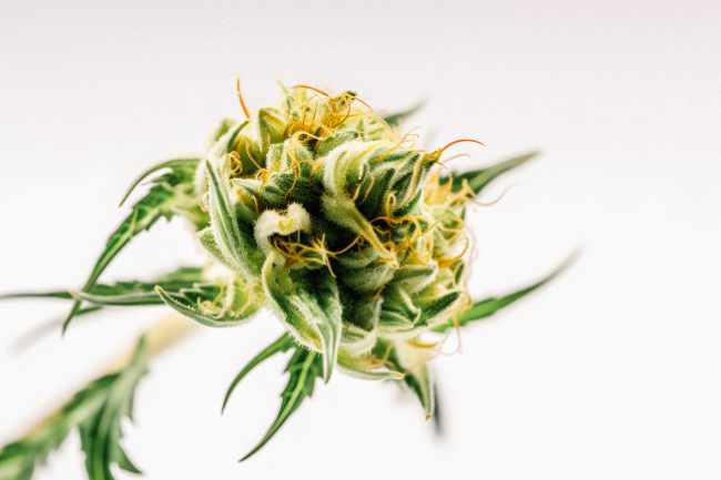 Fleurs de CBD de qualité livrées à Lille