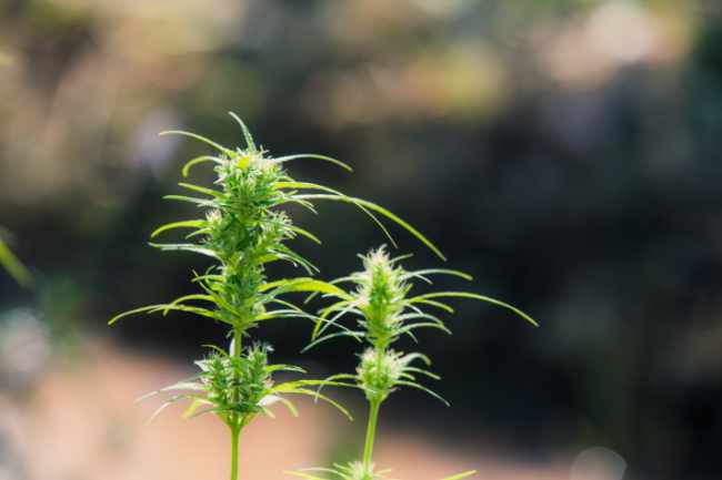 Fleurs CBD de qualité disponibles en livraison à Bordeaux