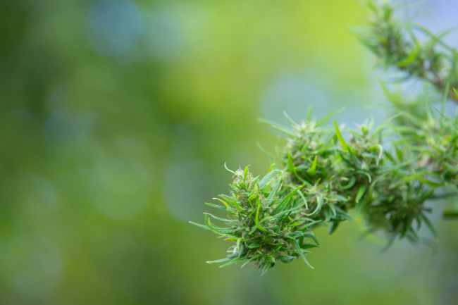 Fleurs de CBDpremium