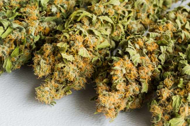 Sélection de fleurs CBD disponibles à Toulouse